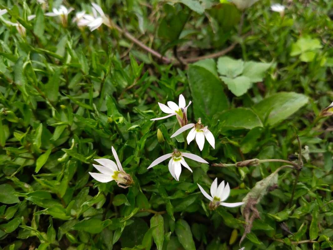 Lobelia cinese 2
