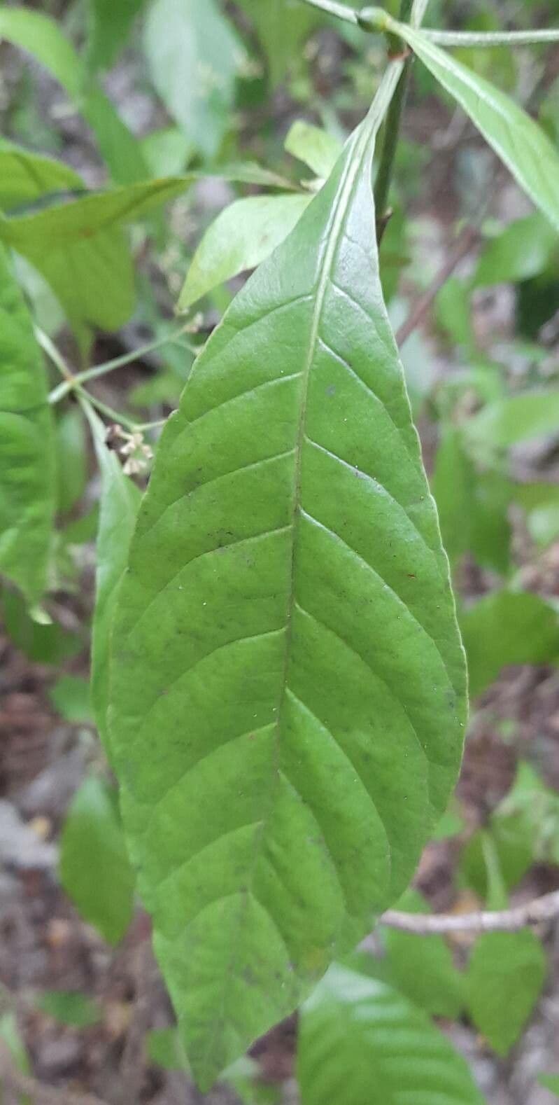 Psychotria nervosa 19