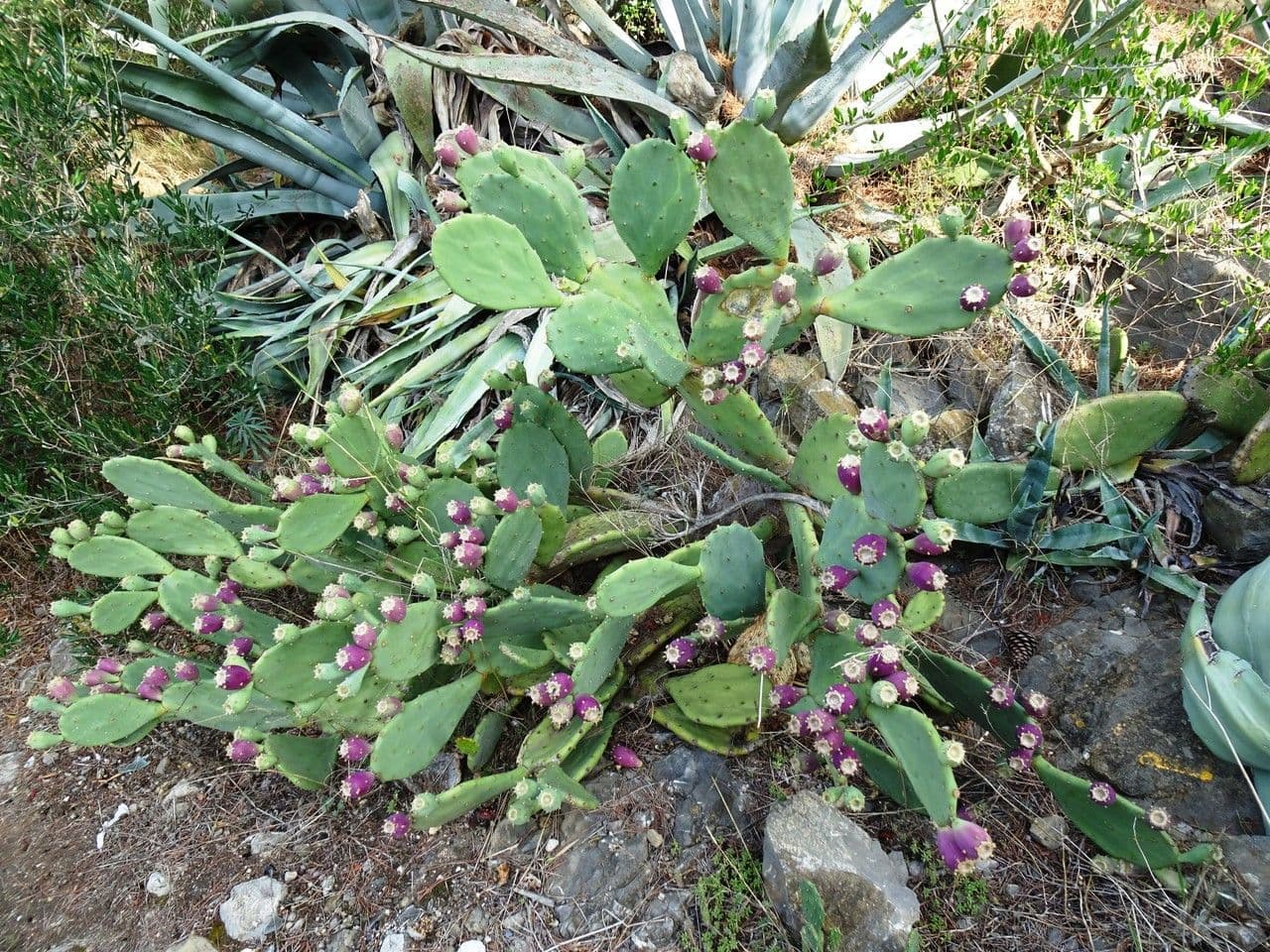 Erect prickly-pear 14