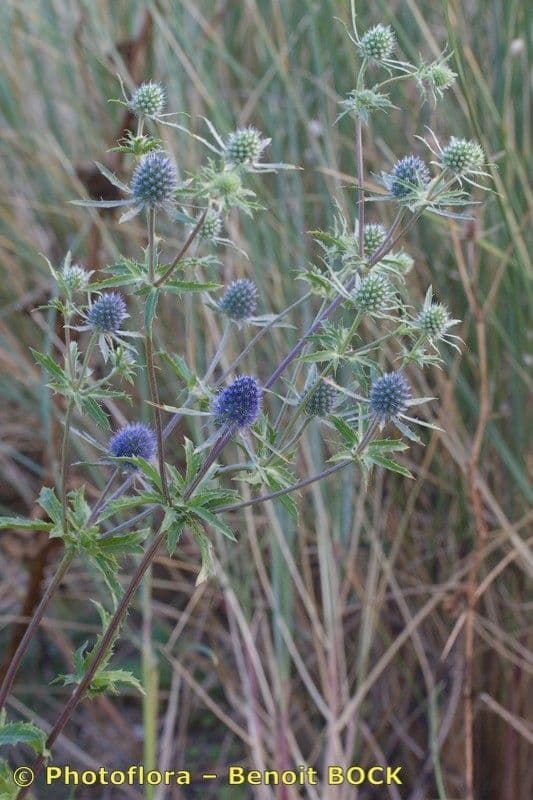 Edeldistel 26