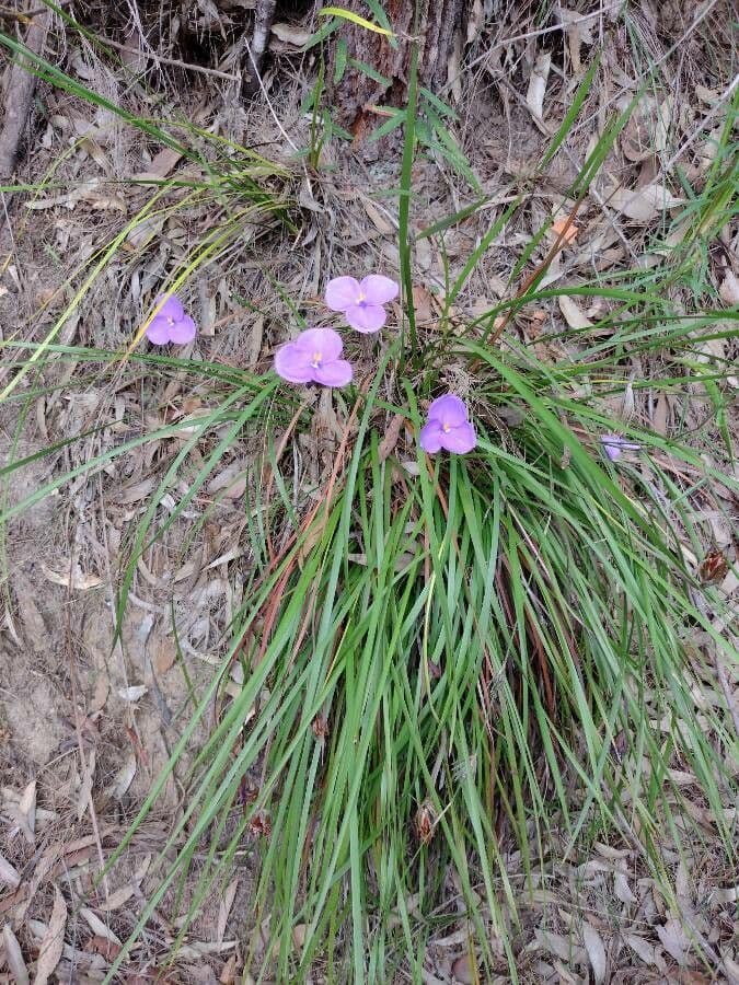 Patersonia 7