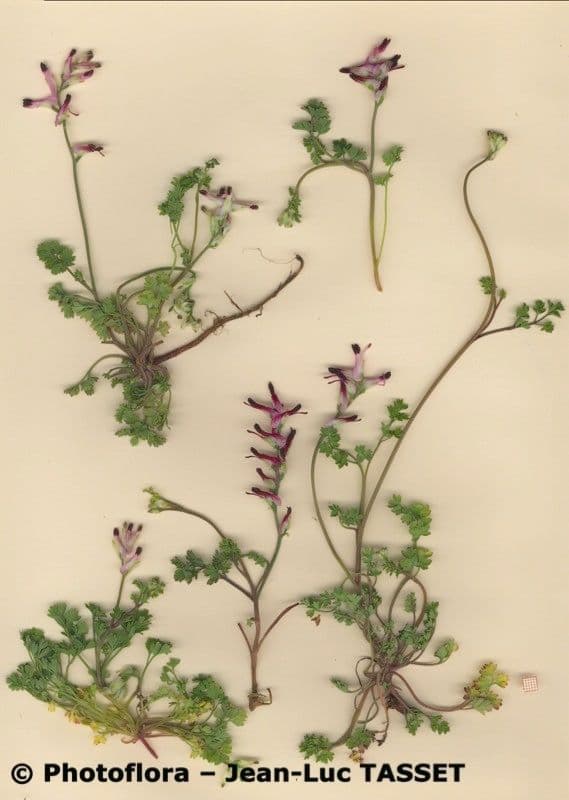 Fumaria macrosepala 11