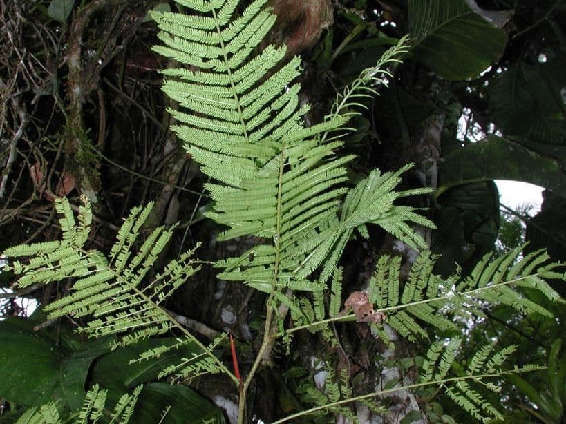 Vachellia 3
