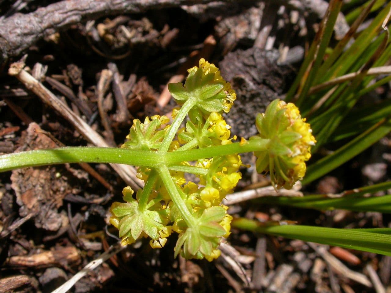 Lomatium 4