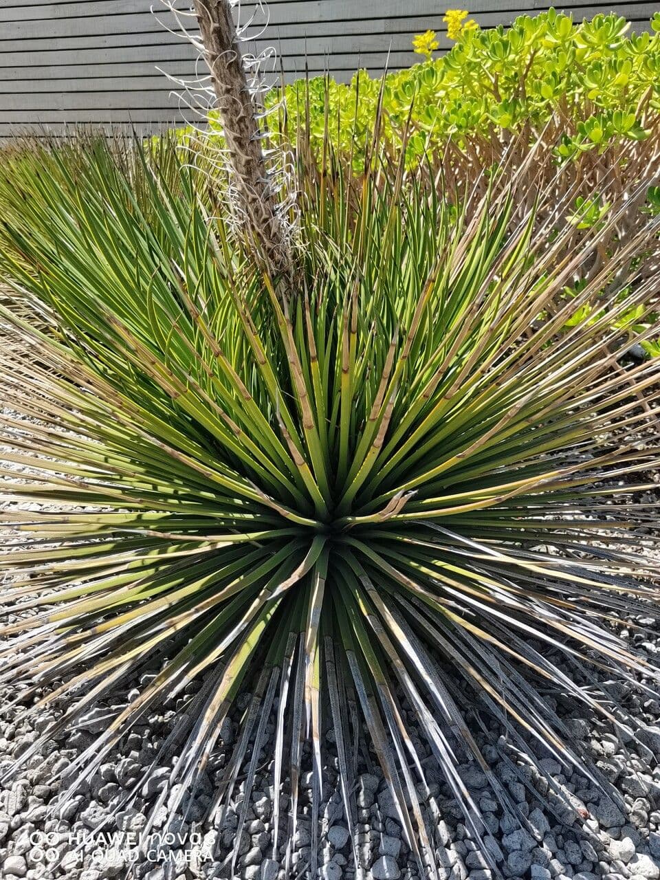 Agave 8