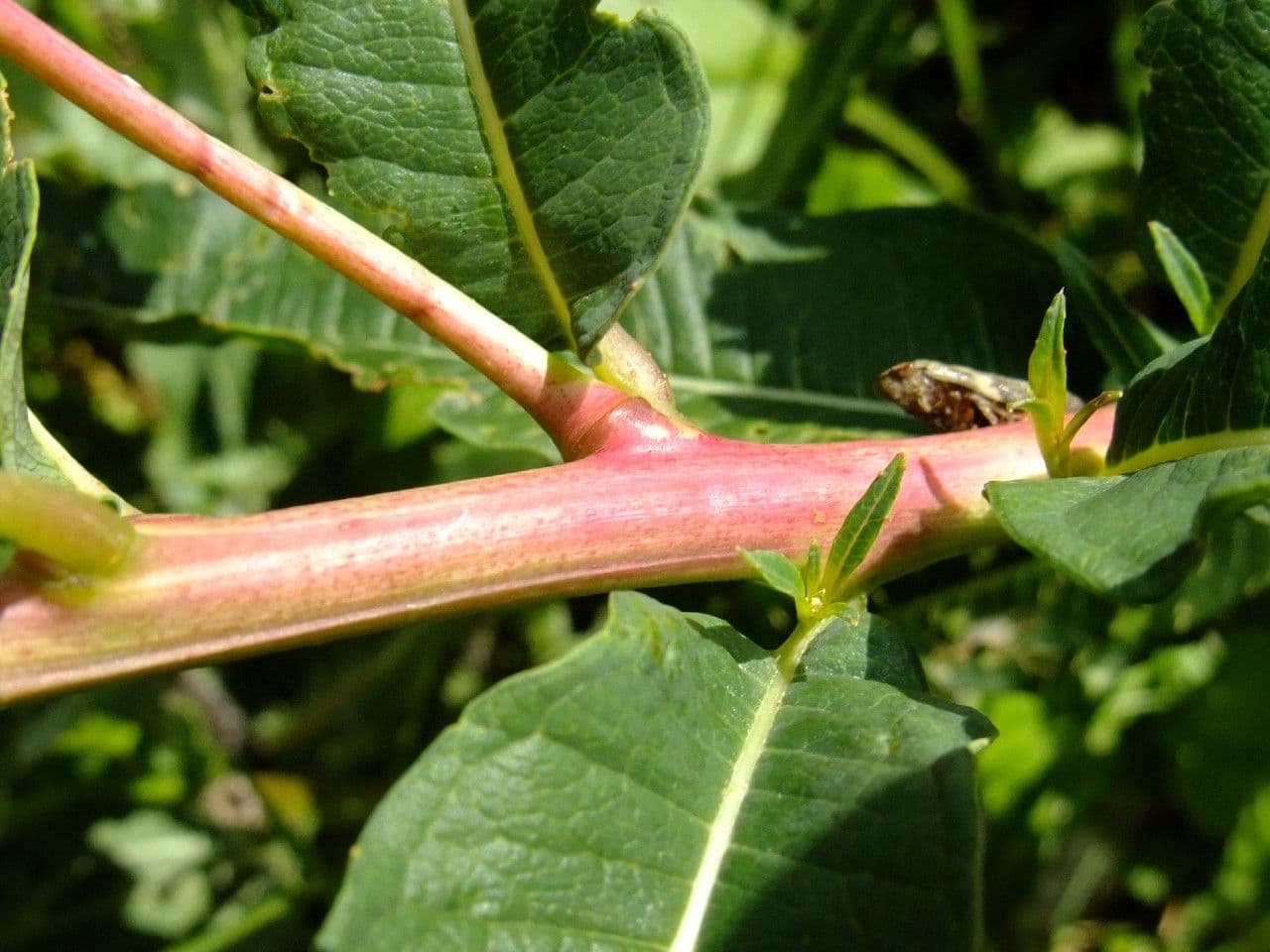 Schmalblättriges Weidenröschen 23