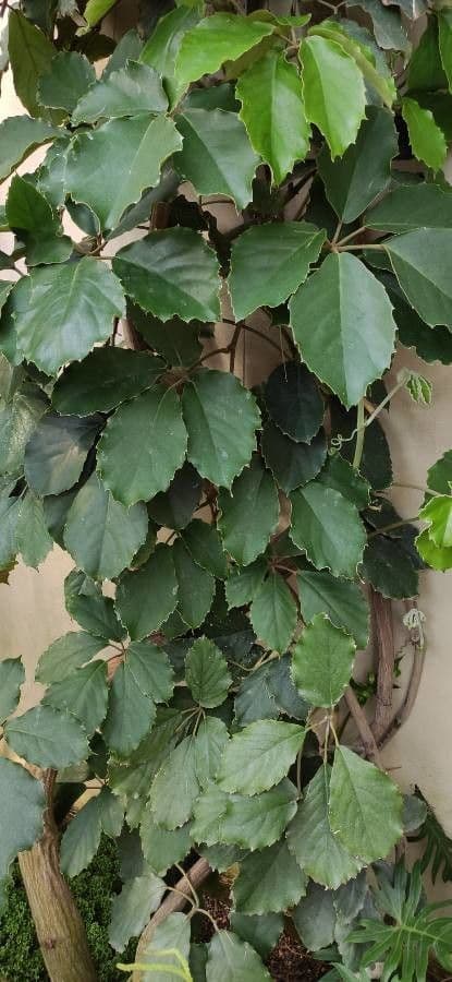 Tetrastigma 4