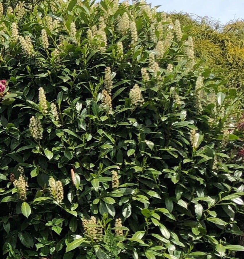 Clethra 20