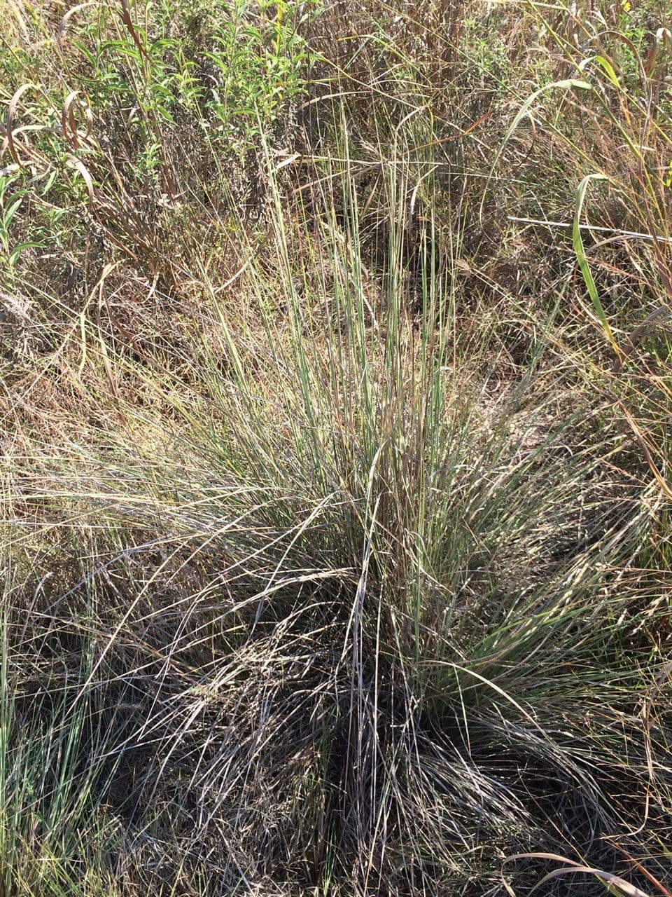 Muhlenbergia 4
