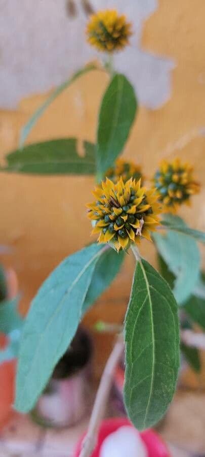 Tilesia