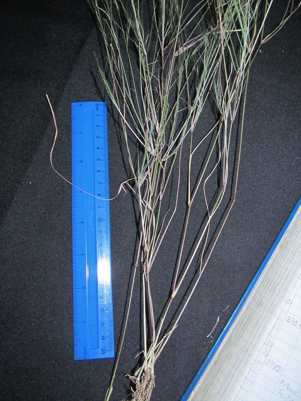 Aristida 8