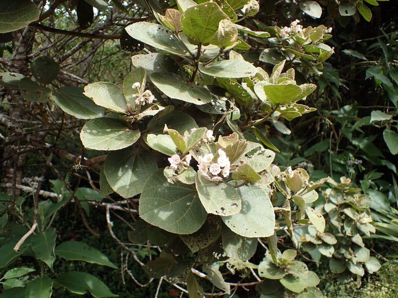 Feigenblättrige Dombeya 25