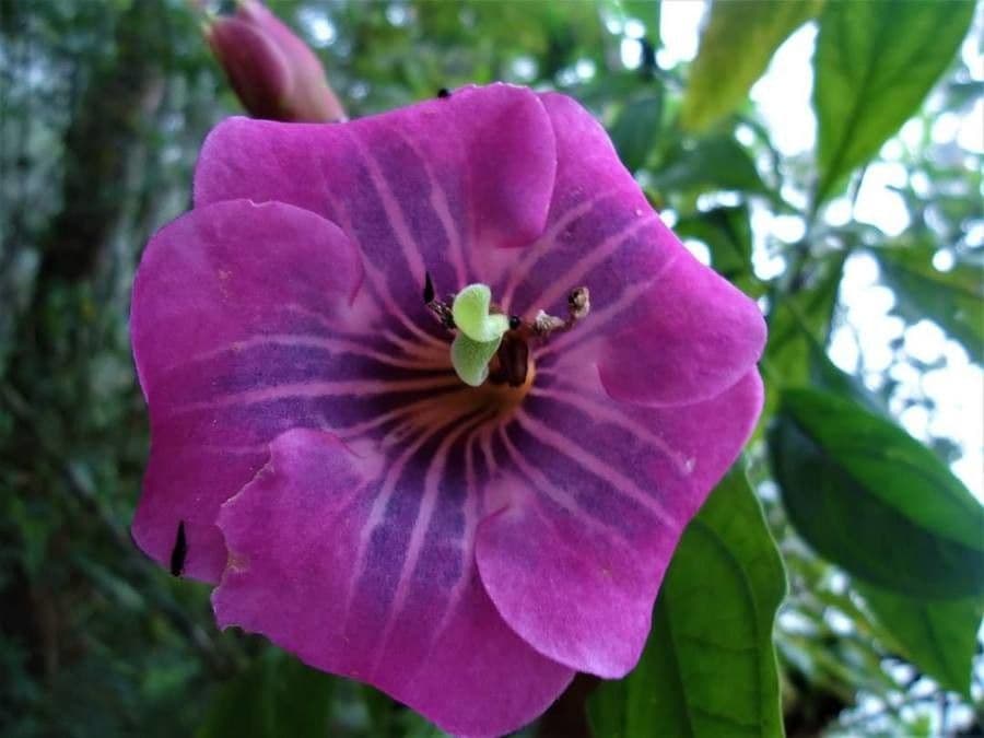 Symbolanthus