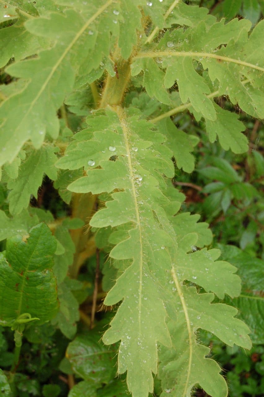 Mekonopsis 6