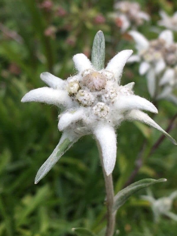 Plesnivec alpský 10