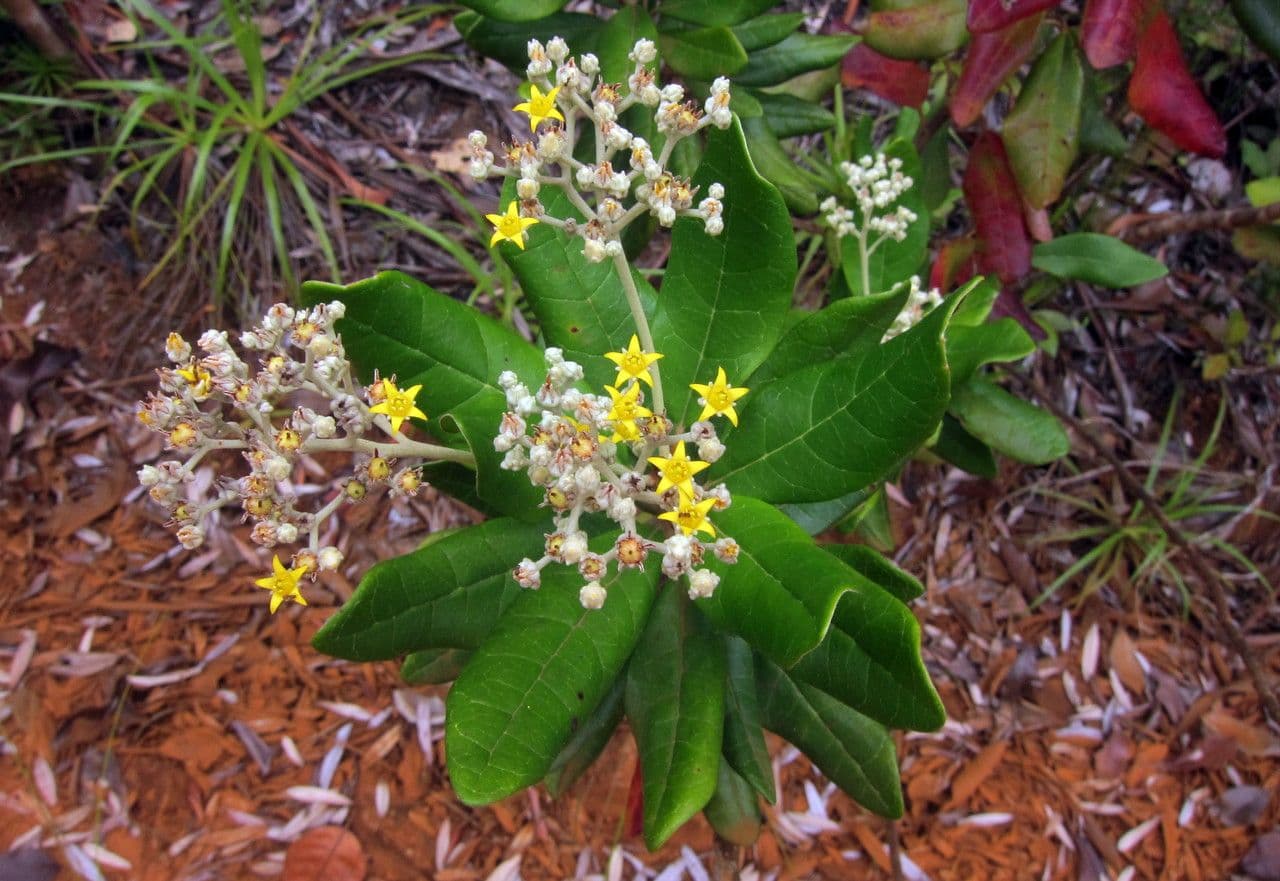 Argophyllum