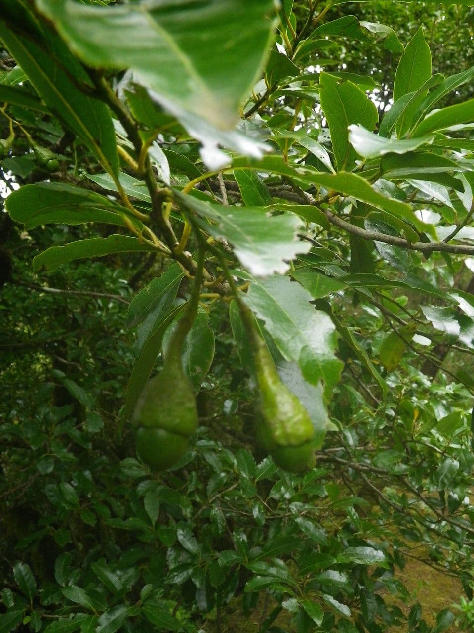Ocotea 4
