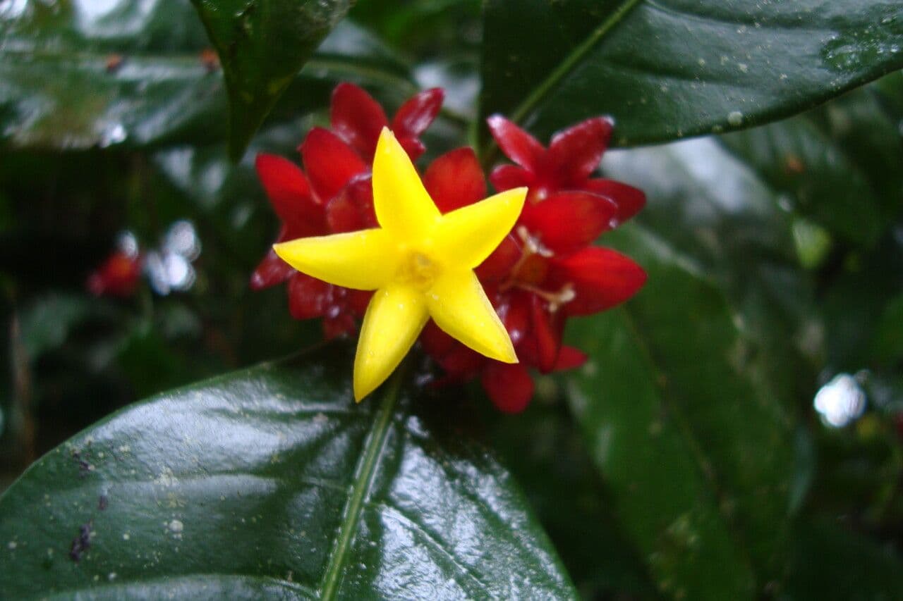 Psychotria 6