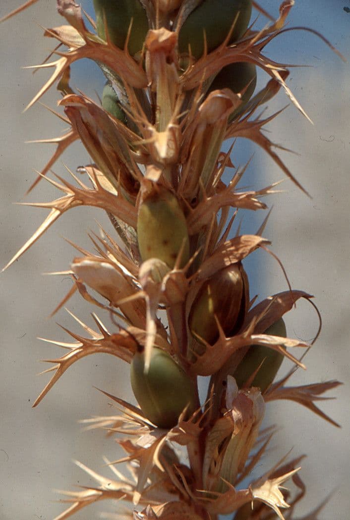Acantho spinoso 5
