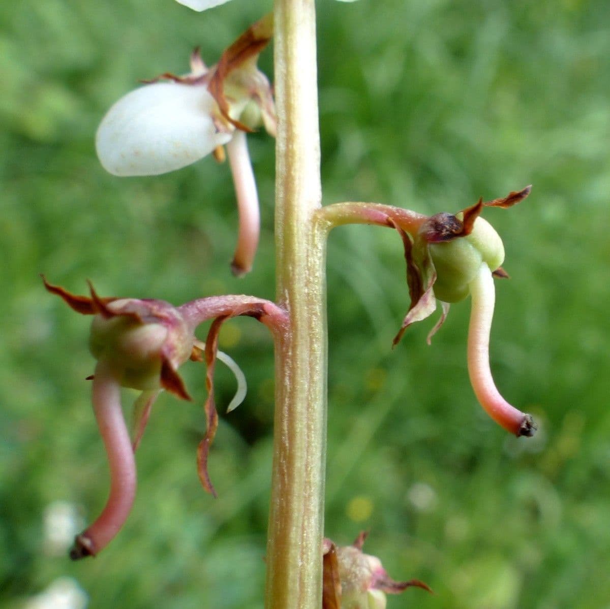 Round-leaf wintergreen 4