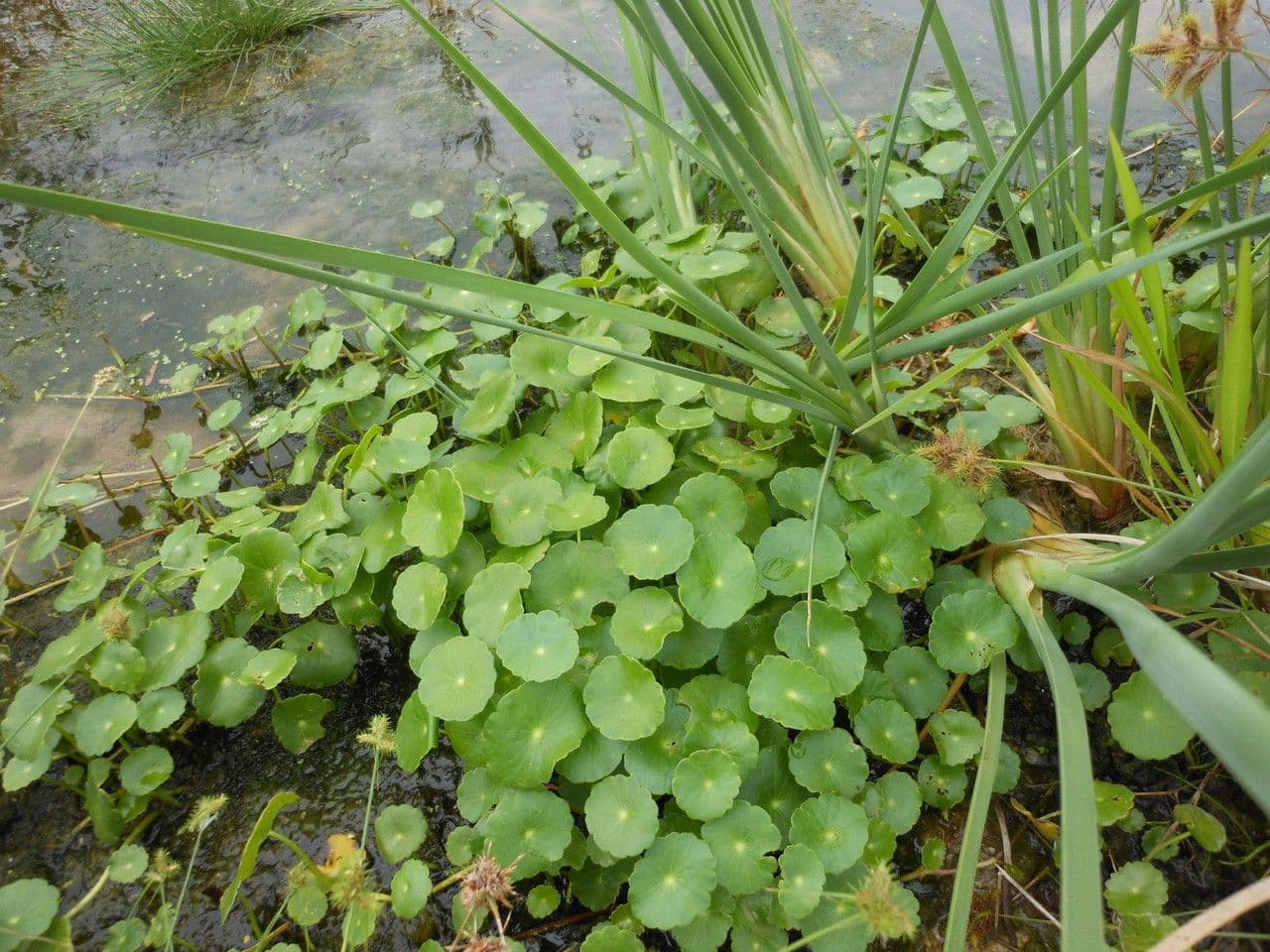 Hierba de San Guillermo 8