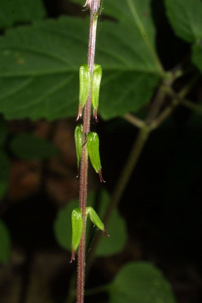 Phryma leptostachya 20