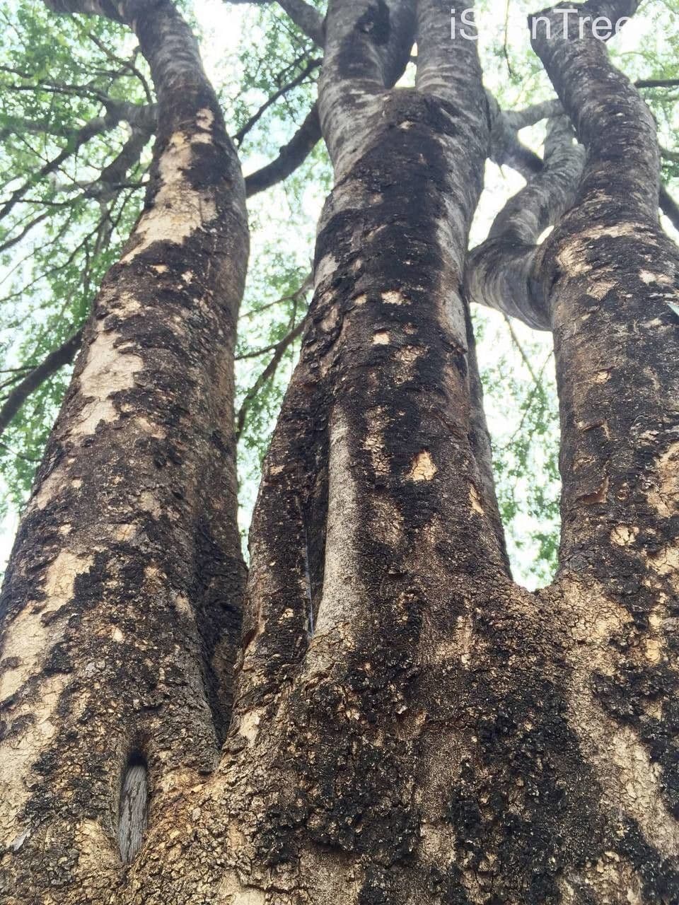 Xanthocercis 4