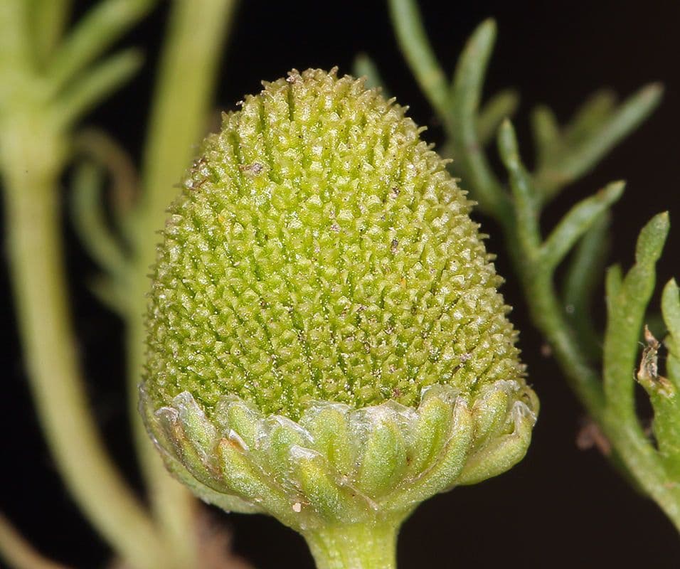 Matricaria 2