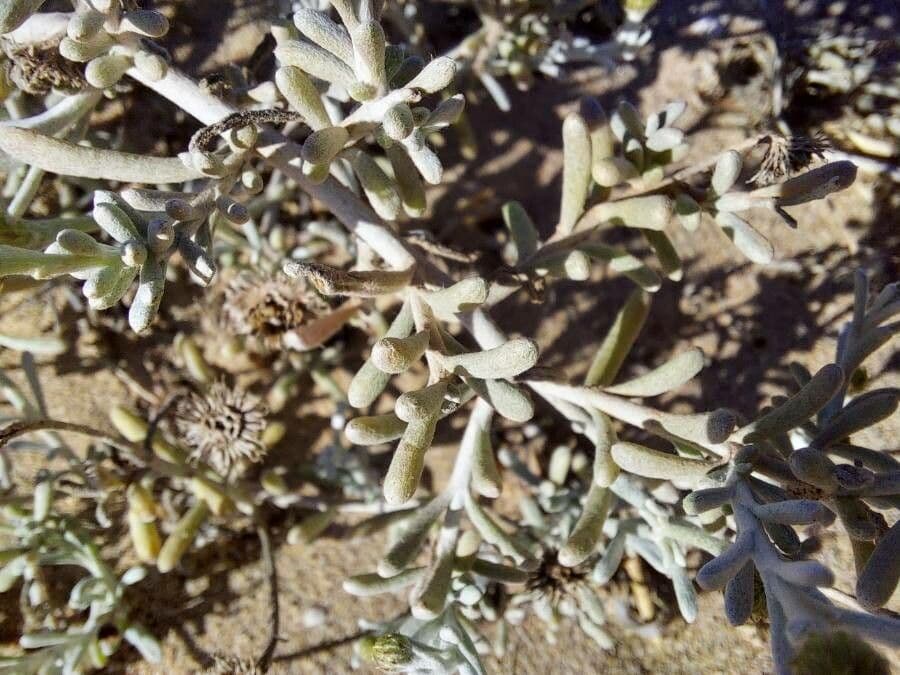 Pulicaria 9