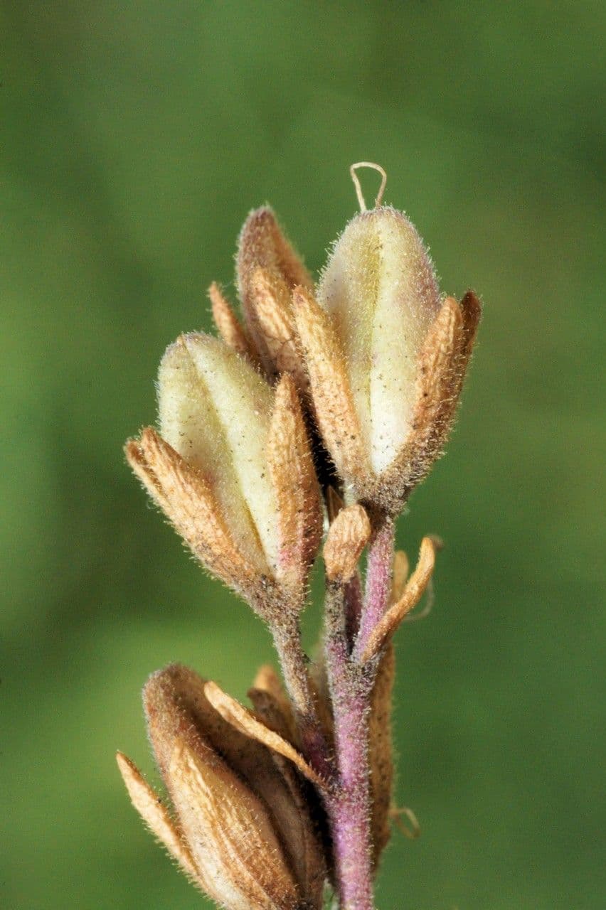 Rock speedwell 4
