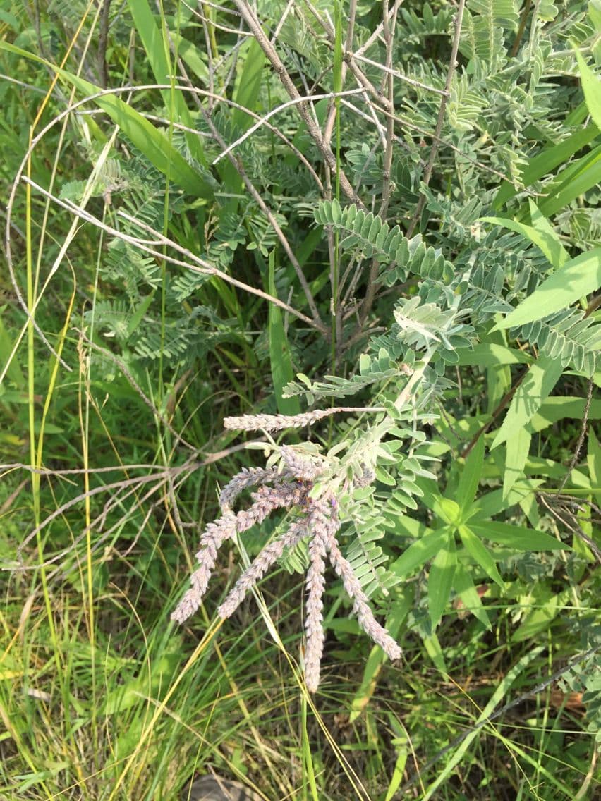 Leadplant 13