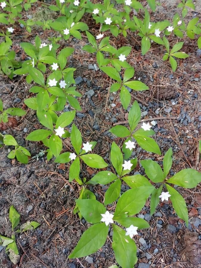 Trientalis 24