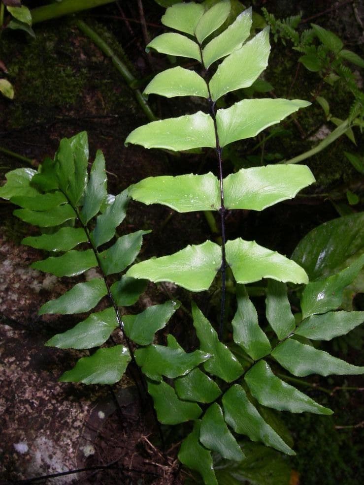 Adiantum 3