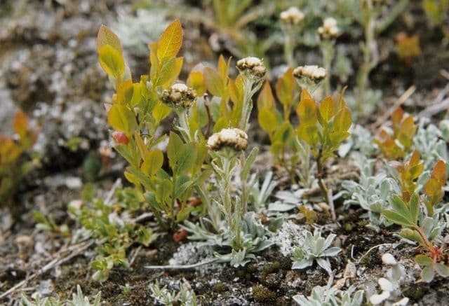 Antennaria alpina 10