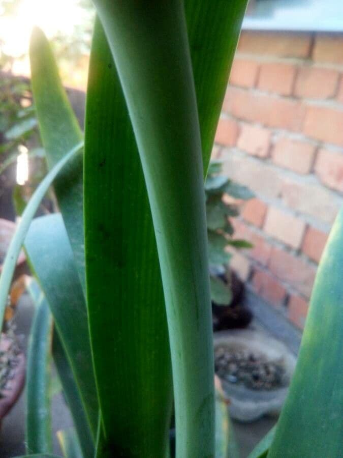 Cyrtanthus 13