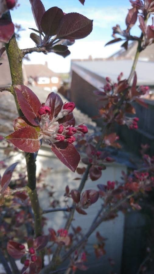 Melo da fiore del Giappone 26