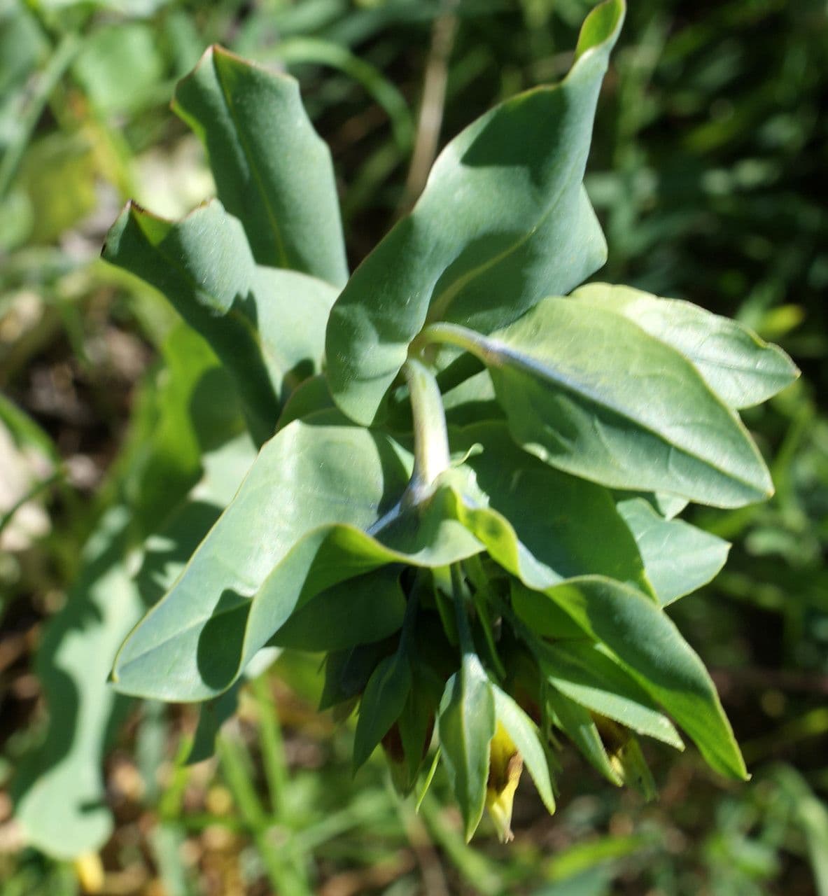 Cerinthe minor 17