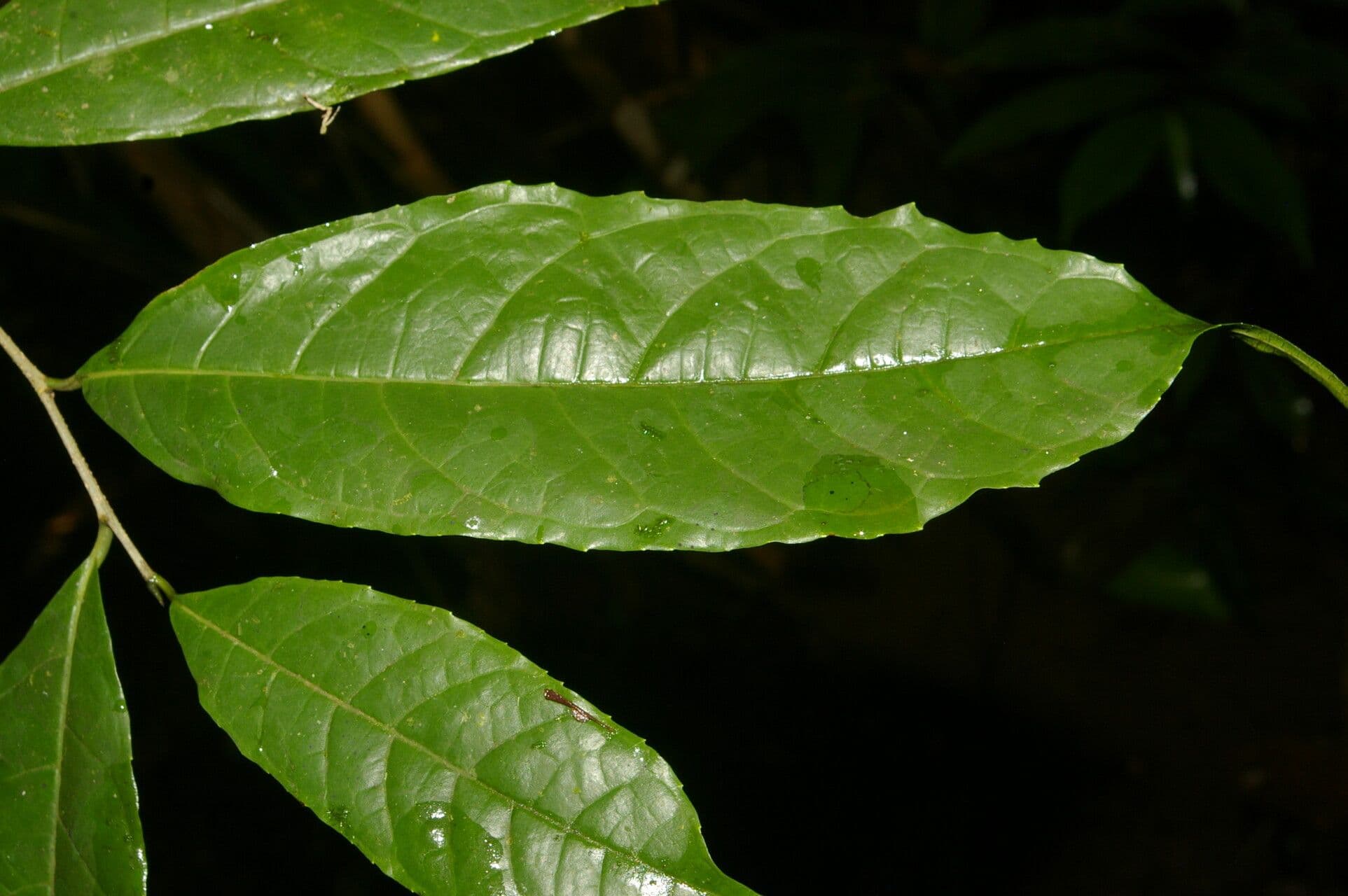 Sorocea 11