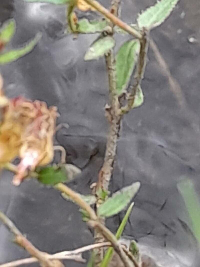 Cuphea pegajosa 14