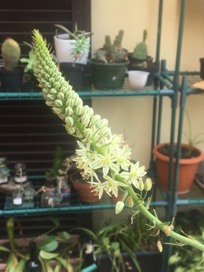 Albuca 9