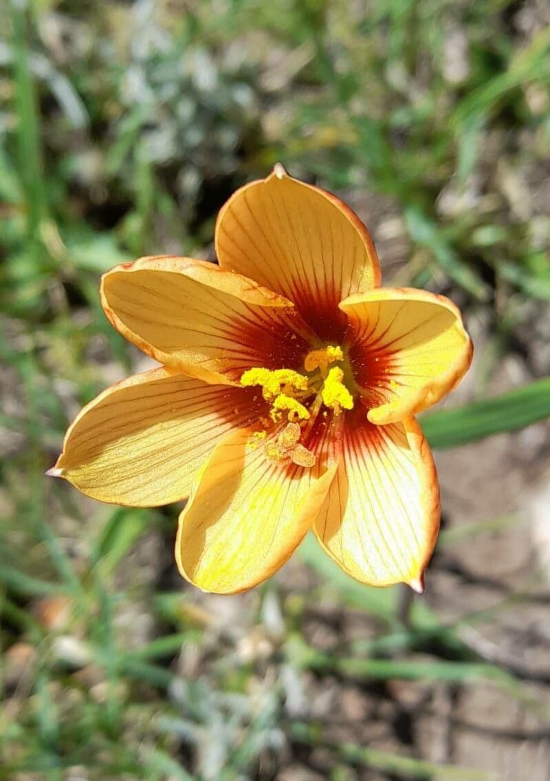 Zephyranthes