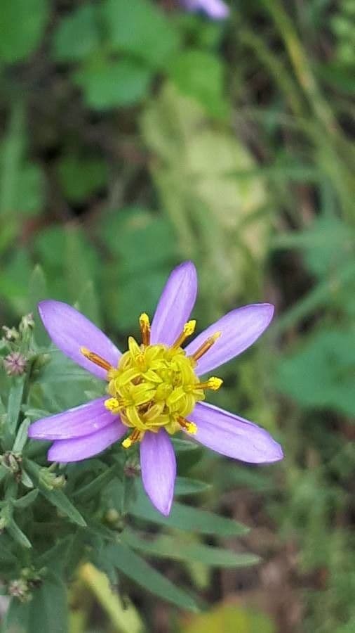 Galatella sedifolia 5