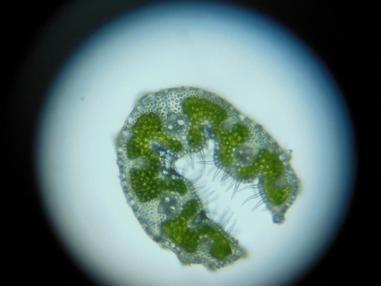 Kavyl vláskovitý 16