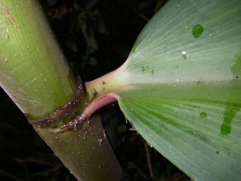 Costus liscio 14