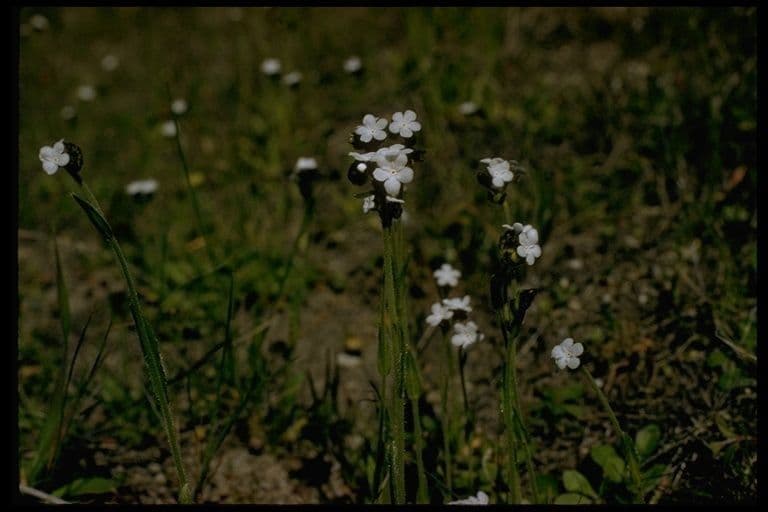 Plagiobothrys nothofulvus 12