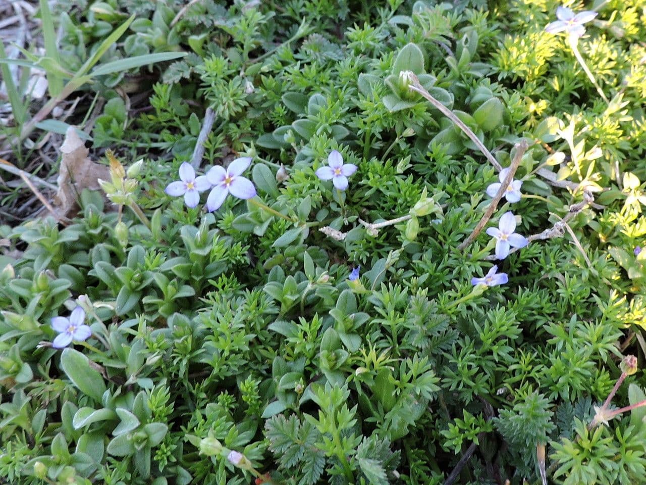 Houstonia minuta 12