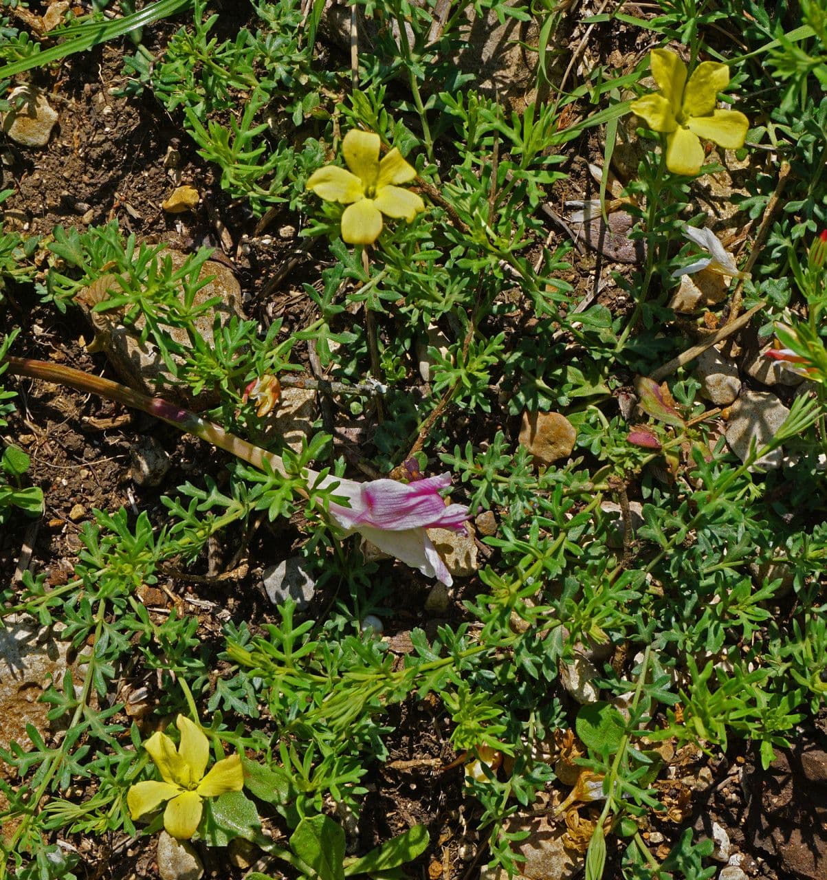Menodora 6
