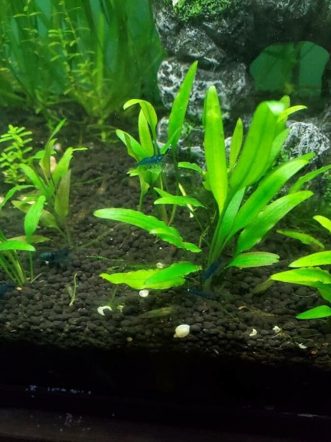 Cryptocoryne 5