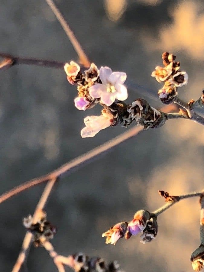Limonio