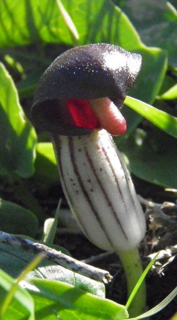 Arisarum 4